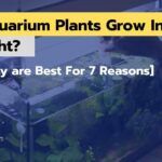 Can Aquarium Plants Grow In LED Light