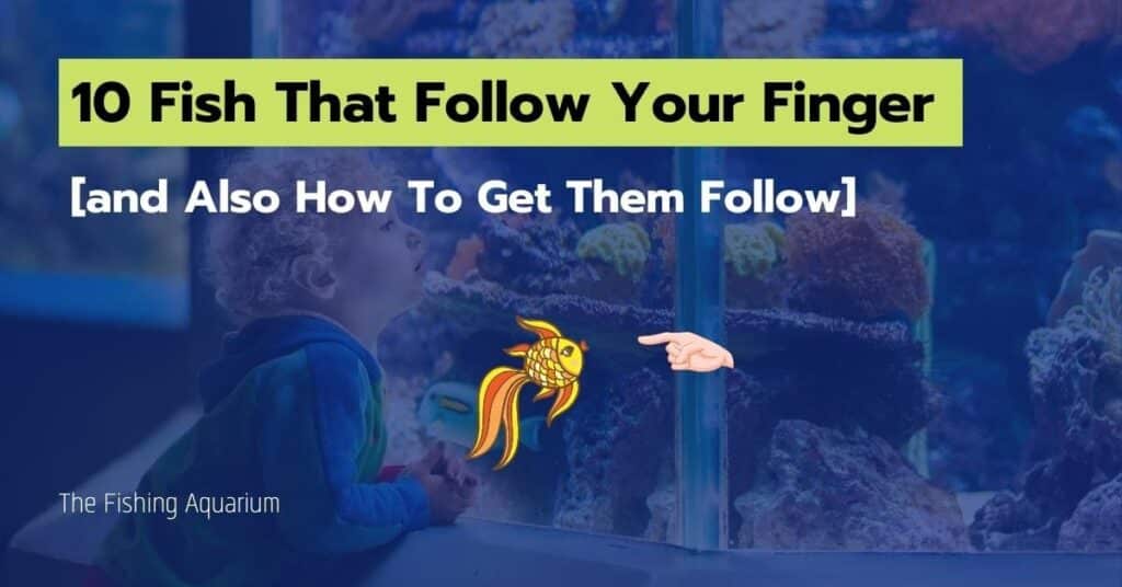 Fish That Follow Your Finger