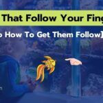 Fish That Follow Your Finger
