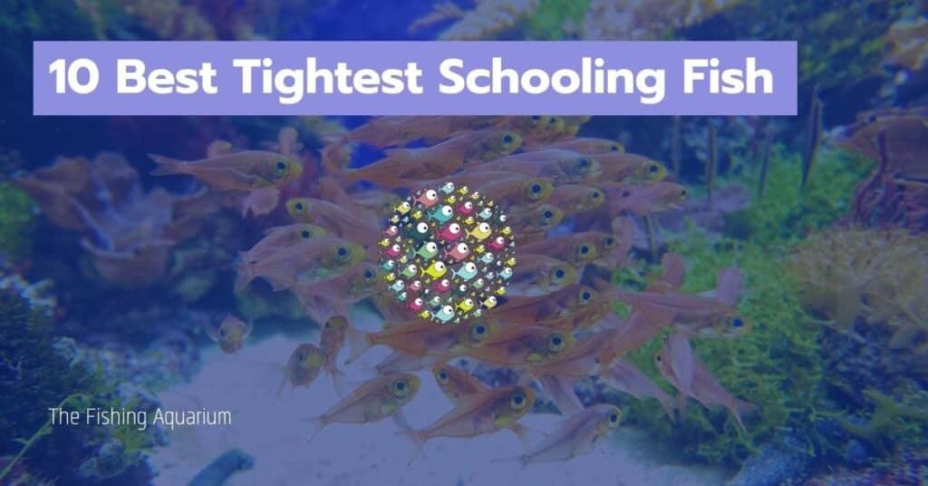10 Best Tightest Schooling Fish
