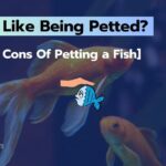 Do Fish Like Being Petted