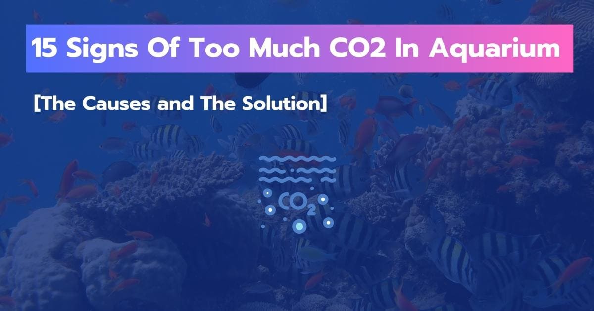 Signs Of Too Much CO2 In Aquarium