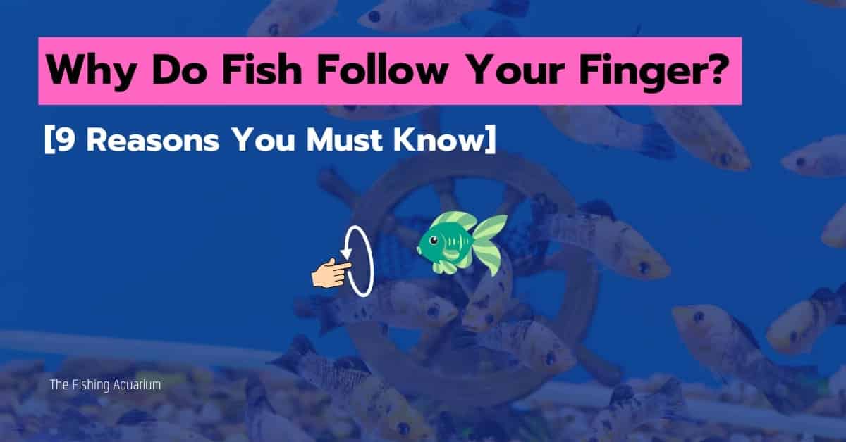 Why Do Fish Follow Your Finger