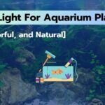 9 Best Light For Aquarium Plants