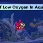 Signs Of Low Oxygen In Aquarium